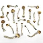 Trinity MUSHROOMS